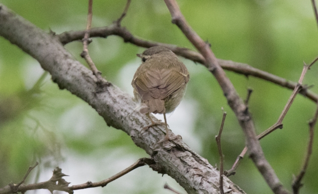 Ussurinuunilintu Phylloscopus tenellipes Pale-legged Leaf Warbler