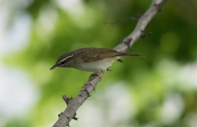 Ussurinuunilintu Phylloscopus tenellipes Pale-legged Leaf Warbler