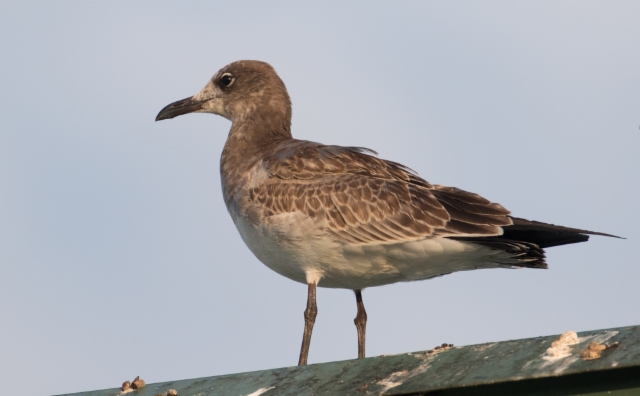 Nokisiipilokki Larus atricilla Laughing Gull 1cy