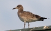 Nokisiipilokki Larus atricilla Laughing Gull 1cy