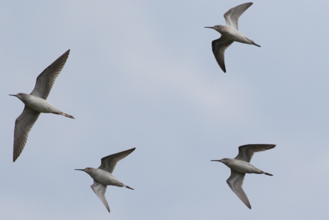 Pitkäkoipisirri Calidris himantopus Stilt Sandpiper