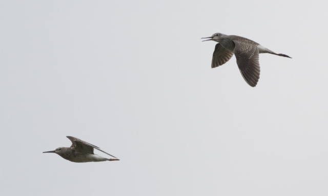 Pitkäkoipisirri Calidris himantopus Stilt Sandpiper