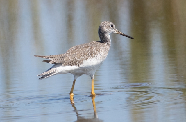 Isokeltajalkaviklo Tringa melanoleuca Greater Yellowlegs