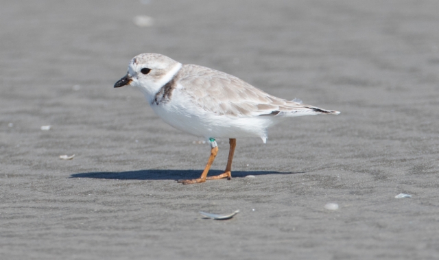 Huilutylli Charadrius melodus Piping Plover 