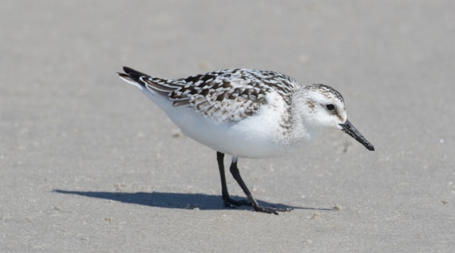 Pulmussirri Calidris alba Sanderling 1cy