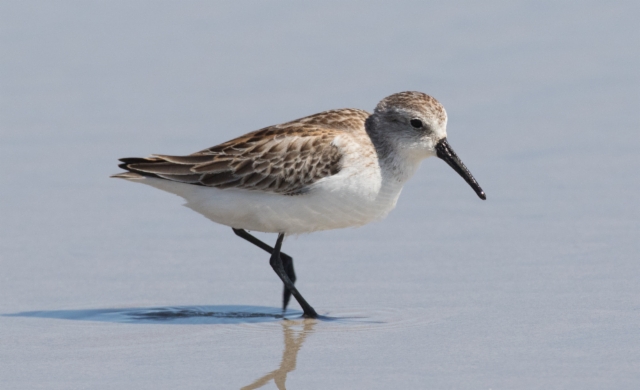 Tundrasirri Calidris mauri Western Sandpiper 1cy