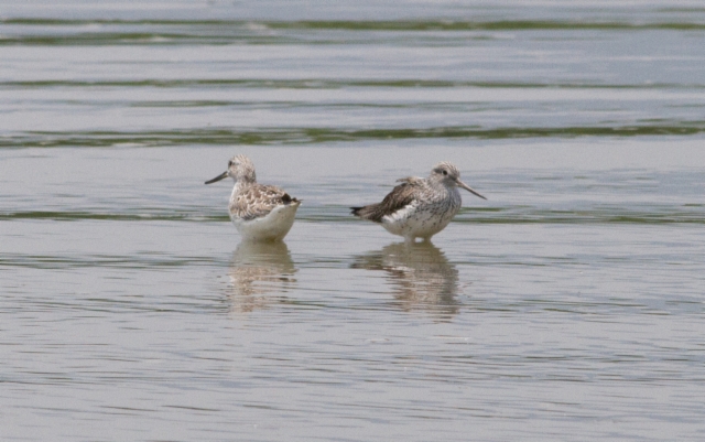 Täpläviklo Tringa guttifer Nordmann´s Greenshank