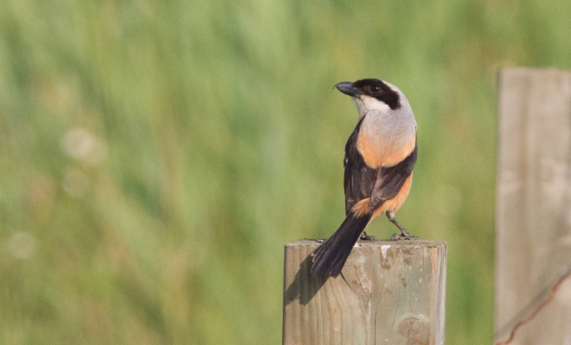 Ruskoperälepinkäinen Lanius schach Long-tailed Shrike