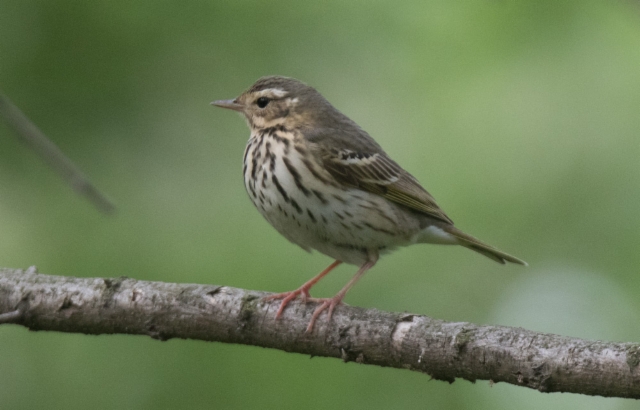 Taigakirvinen Anthus hodgsoni Olive-backed Pipit