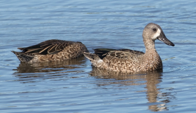 Sinisiipitavi Anas discors Blue-winged Teal pair