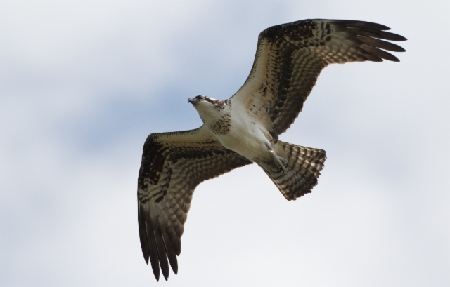 Sääksi Pandion halietus Osprey