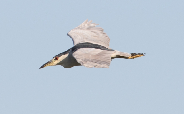 Yöhaikara Nycticorax nycticorax Common Night Heron