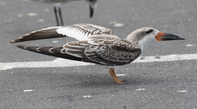 Amerikansaksinokka Rynchops niger Black Skimmer 1cy