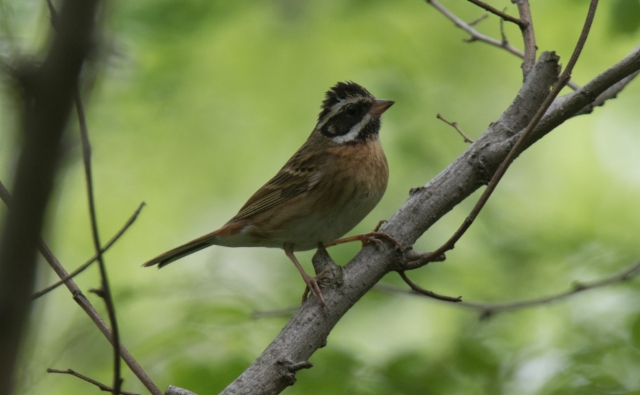 Mantsuriansirkku Emberiza tristrami Tristram´s Bunting male