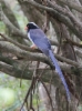 Loistoharakka Urocissa erythrorhyncha Red-billed Blue Magpie