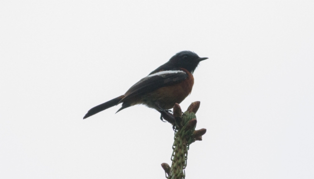 Tähtileppälintu Phoenicurus schisticeps White-throated Redstart male