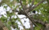 Paratiisimonarkki Terpsiphone paradisi Asian Paradise-flycatcher 