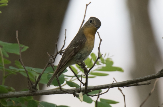 Mantsuriansieppo Ficedula mugimaki Mugimaki Flycatcher female