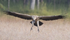 Gangesinkorppikotka Gyps tenuirostris Slender-billed Vulture