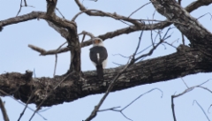 Aasiankääpiöhaukka Polihierax insignis White-rumped Pygmy Falcon male