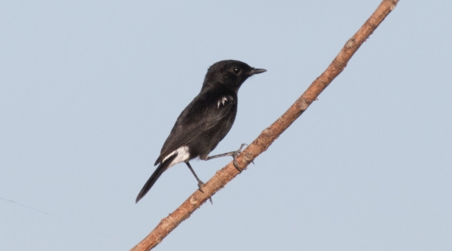 Nokitasku Saxicola caprata Pied Bushchat male ssp burmanica