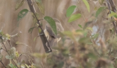 Idänrastaskerttunen Acrocephalus orientalis Oriental Reed Warbler