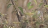 Idänrastaskerttunen Acrocephalus orientalis Oriental Reed Warbler