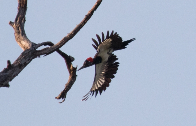 Aasianpalokärki Dryocopus javensis White-bellied Woodpecker