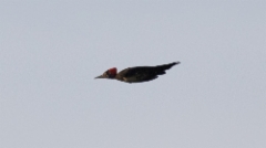Aasianpalokärki Dryocopus javensis White-bellied Woodpecker
