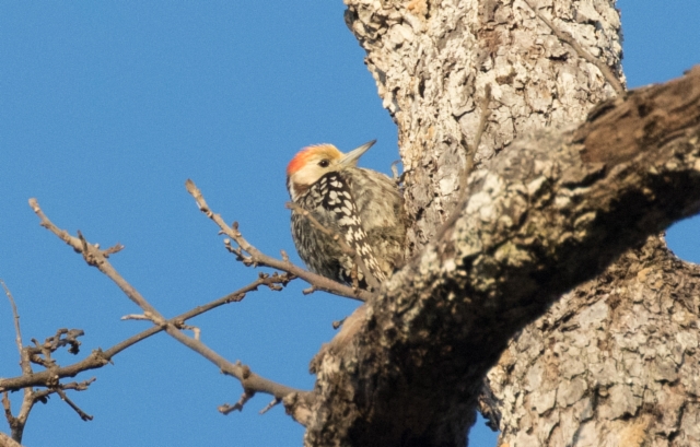 Helmiselkätikka Dendrocopos mahrattensis Yellow-crowned Woodpecker