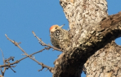 Helmiselkätikka Dendrocopos mahrattensis Yellow-crowned Woodpecker