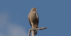 Ruskosiipihaukka Butastur liventer Rufous-winged Hawk