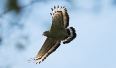 Harjakotka Spilornis cheela Crested Serpent Eagle adult