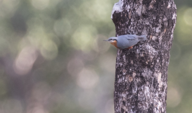 Burmese Nuthatch Sitta (castanea) neglecta