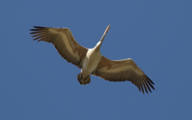 Pisamapelikaani Pelecanus philippensis Spot-billed Pelican