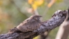 Savannikehrääjä Caprimulgus affinis Savannah Nightjar