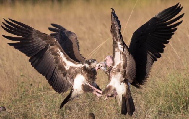 Kalmokorppikotka Sarcogyps calvus Red-headed Vulture juveniles