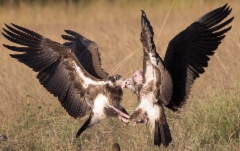 Kalmokorppikotka Sarcogyps calvus Red-headed Vulture juveniles