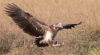 Kalmokorppikotka Sarcogyps calvus Red-headed Vulture juvenile