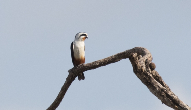 Himalajanhaukkanen Microhierax caerulescens Collared Falconet