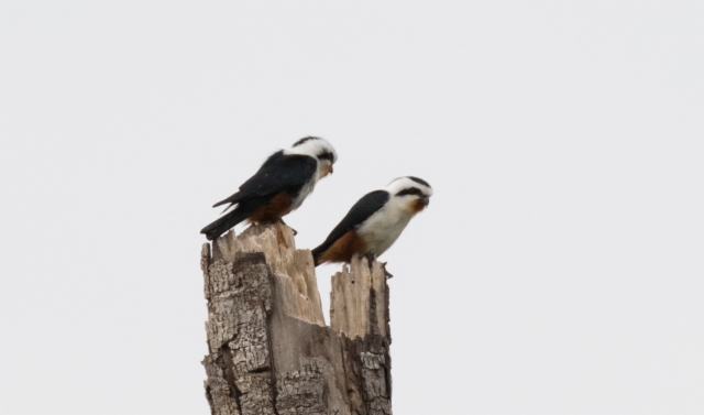 Himalajanhaukkanen Microhieras caerulescens Collared Falconet