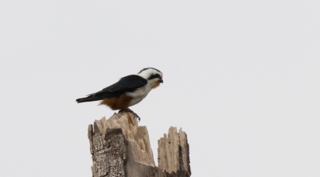 Himalajanhaukkanen Microhierax caerulescens Collared Falconet