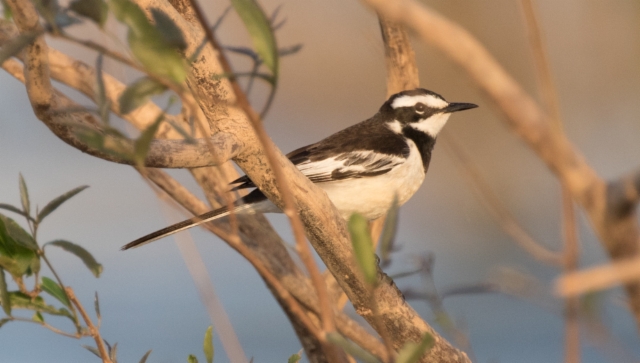 Mekonginvästäräkki Motacilla samveasnae Mekong Wagtail (adult) male