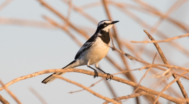 Mekonginvästäräkki Motacilla Samveasnae Mekong Wagtail (adult) male