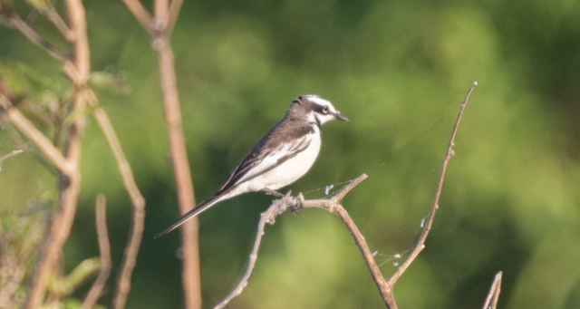 Mekonginvästäräkki Motacilla samveasnae Mekong Wagtail (adult) female