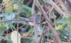 Mekonginräätäli Orthotomus chaktomuk Cambodian Tailorbird