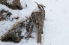 Puukiipijä Certhia familiaris Eurasian Treecreeper