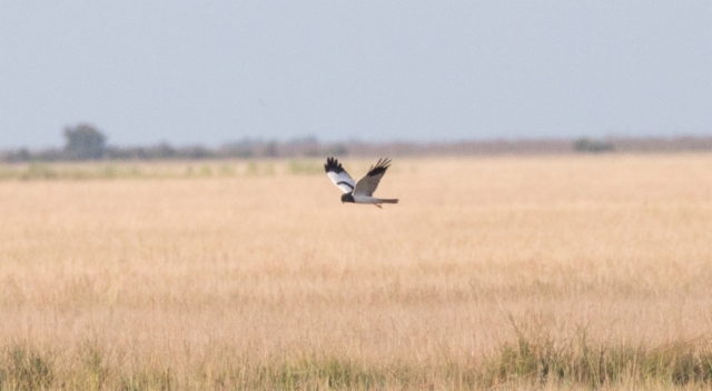 Huppusuohaukka Circus melanoleucos Pied Harrier adult male