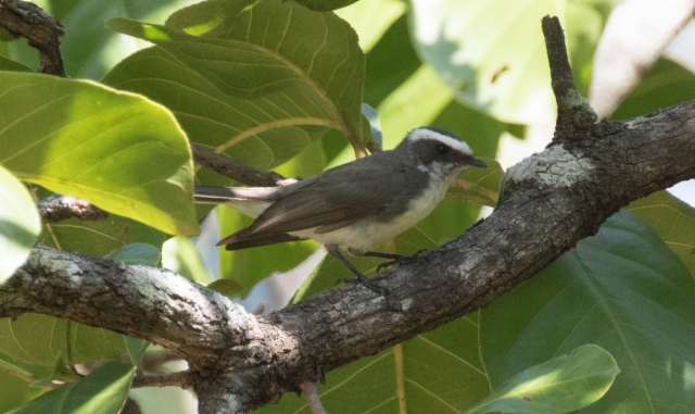 Valko-otsamonarkki Rhipidura aureola White-browed Fantail 