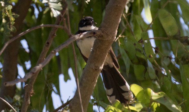 Mustavyömonarkki Rhipidura javanica Pied Fantail